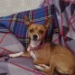 Pelusa,ratonera valenciana mestiza,tiene 4 años.La compre en una tienda de animales con apenas de 1 mes y medio,era tan pequeña que cabía en el bolsillo de mi chaqueta xD y le puse de nombre pelusa por esoporque parecia una pelusilla jiji